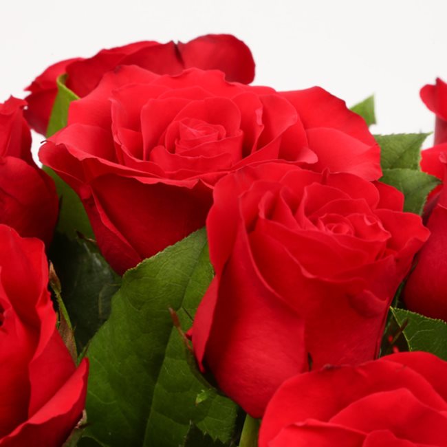 12 Red Roses£21.99