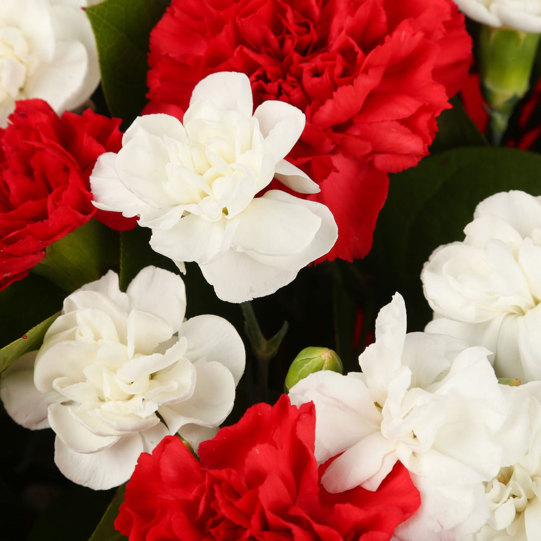 A Red & White Stars Delight£16.99