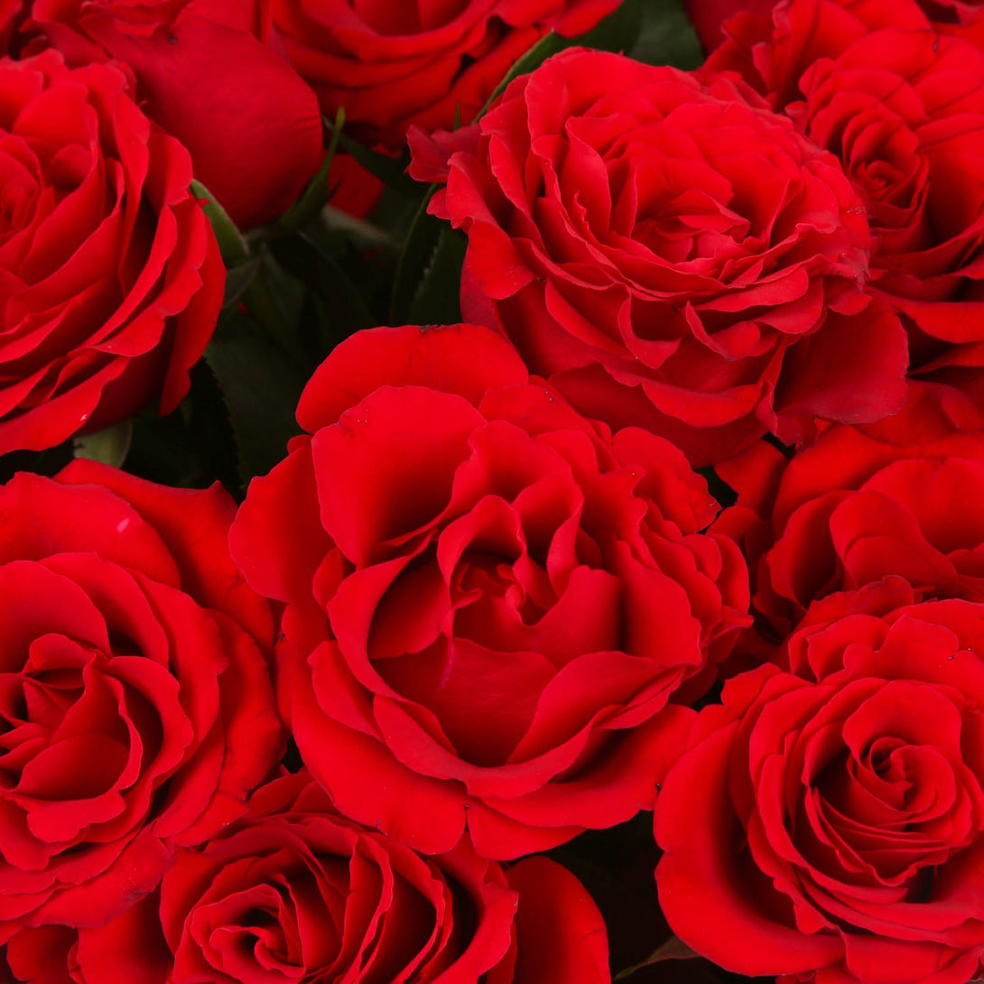12 Red Roses£21.99