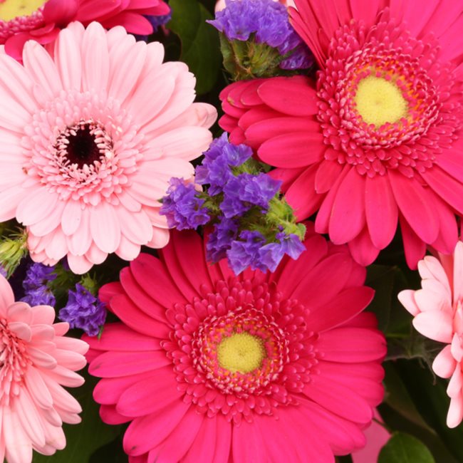 Birthday Balloon & Gerbera Blush Flowers£19.99