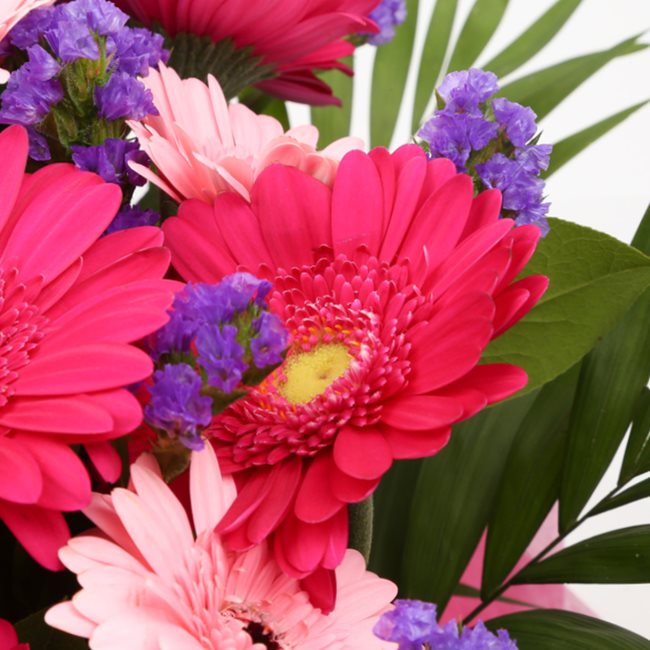 Congratulations Balloon & Gerbera Blush Flowers£19.99