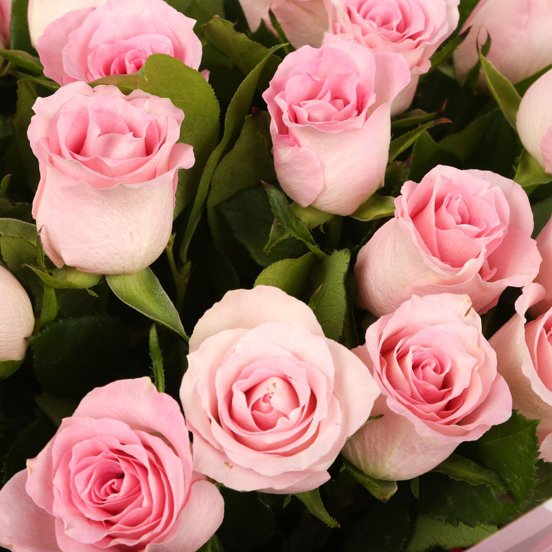 20 Beautiful Pink Roses.£19.99