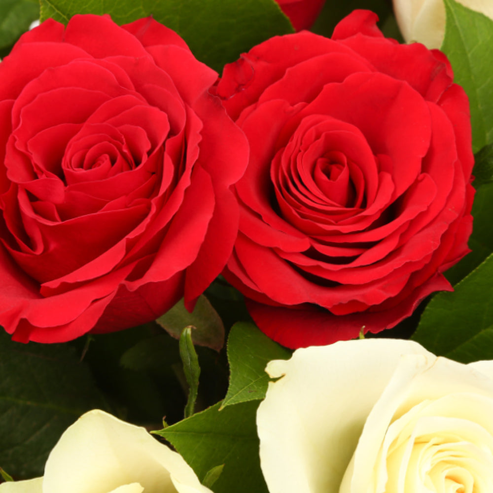 Congratulations Balloon & 12 Red & White Roses£19.99