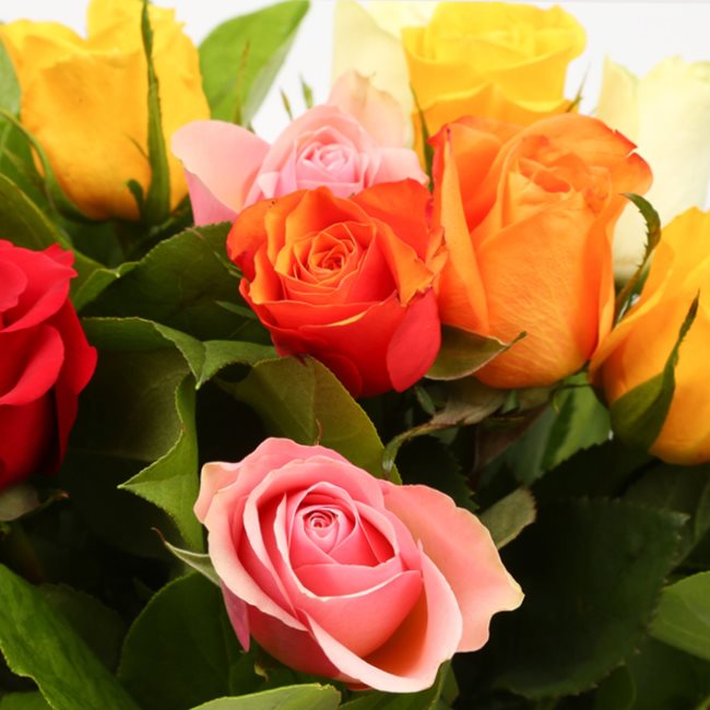 Multicolour Roses Bouquet£19.99