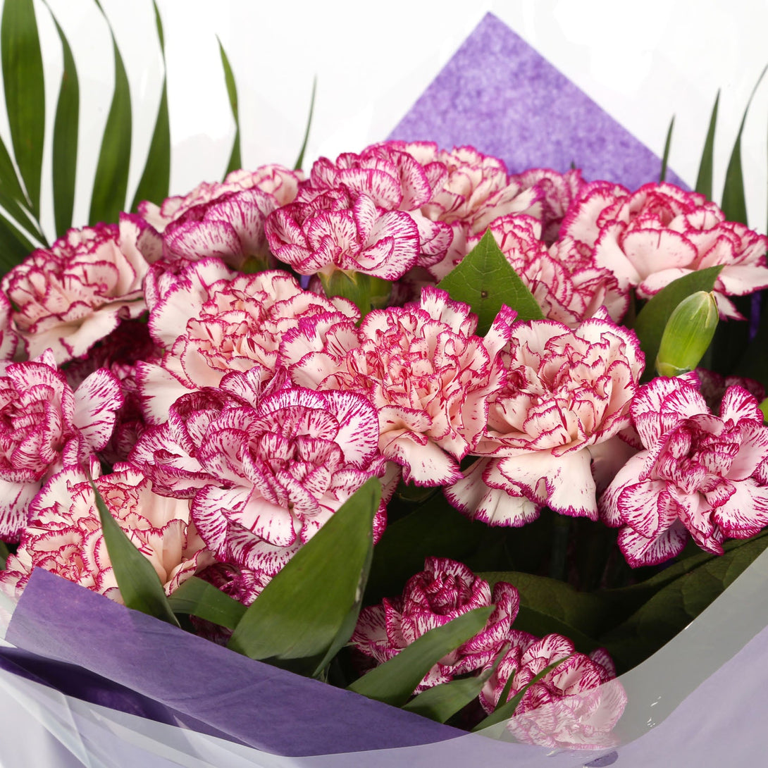 A Beautiful Purple Candy Carnations Melody£14.99