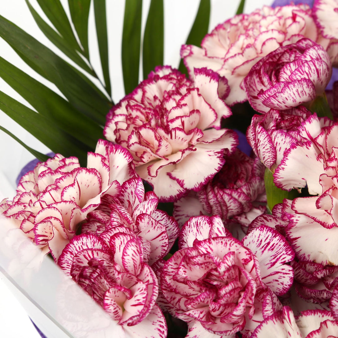 A Beautiful Purple Candy Carnations Melody£14.99