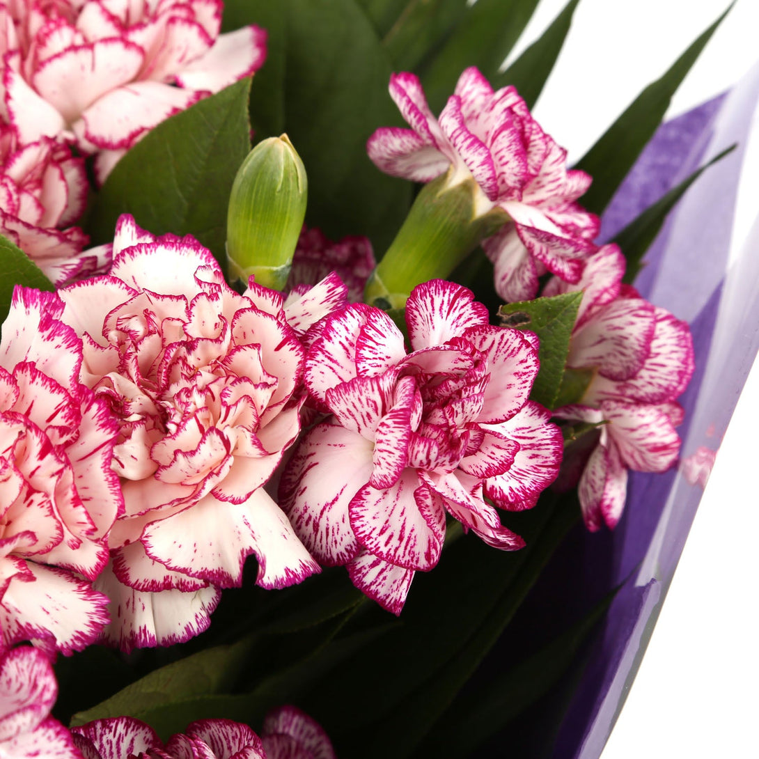 A Beautiful Purple Candy Carnations Melody£14.99