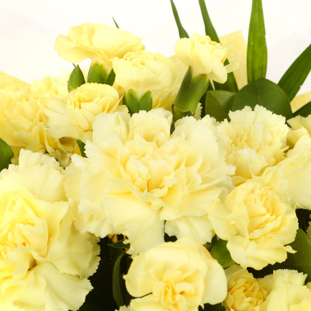 A Beautiful Gold Carnations Melody£14.99