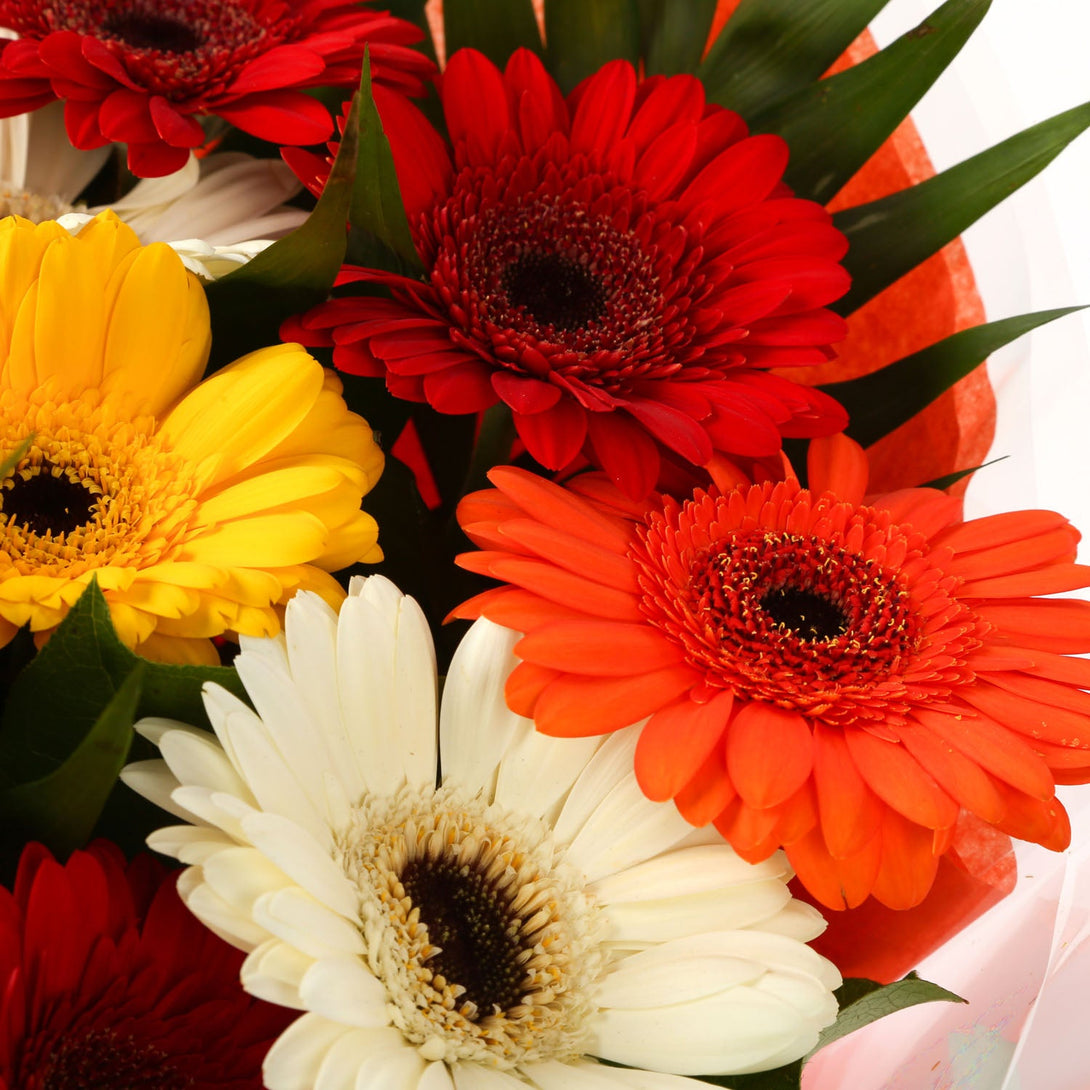 A Gerbera Special Daisy Bouquet & Get Well Balloon£16.99