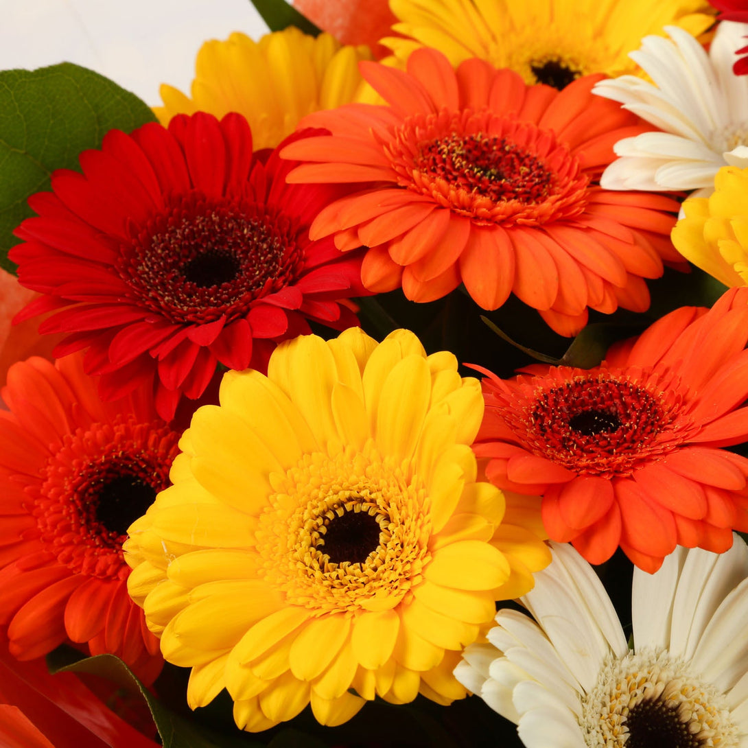 A Gerbera Special Daisy Bouquet & Get Well Balloon£16.99