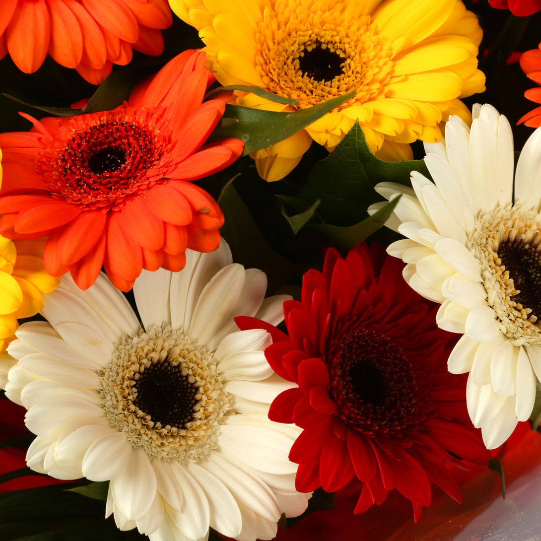 A Gerbera Special Daisy Bouquet & Get Well Balloon£16.99