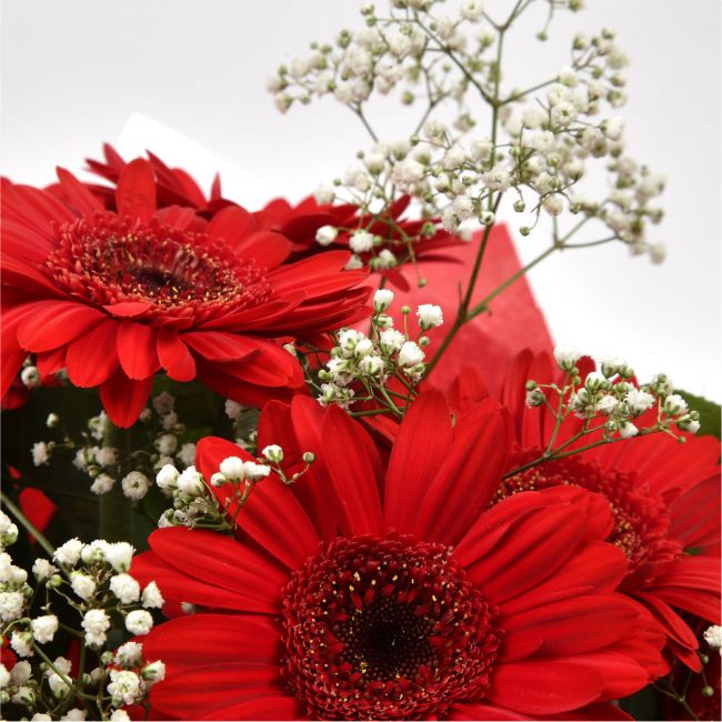 Red Glamour Gerberas£16.99