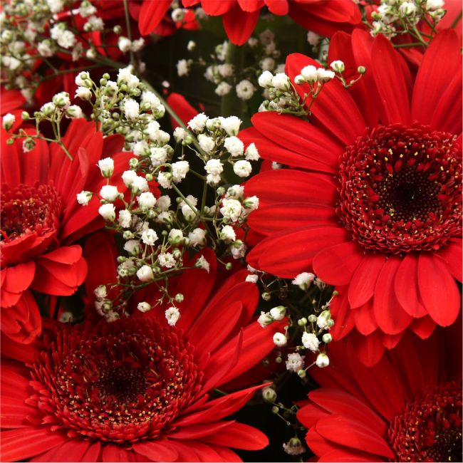 Red Glamour Gerberas£16.99